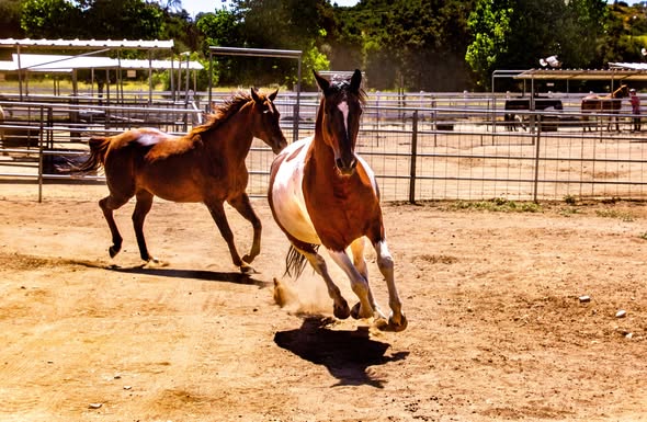 Joela Karamel