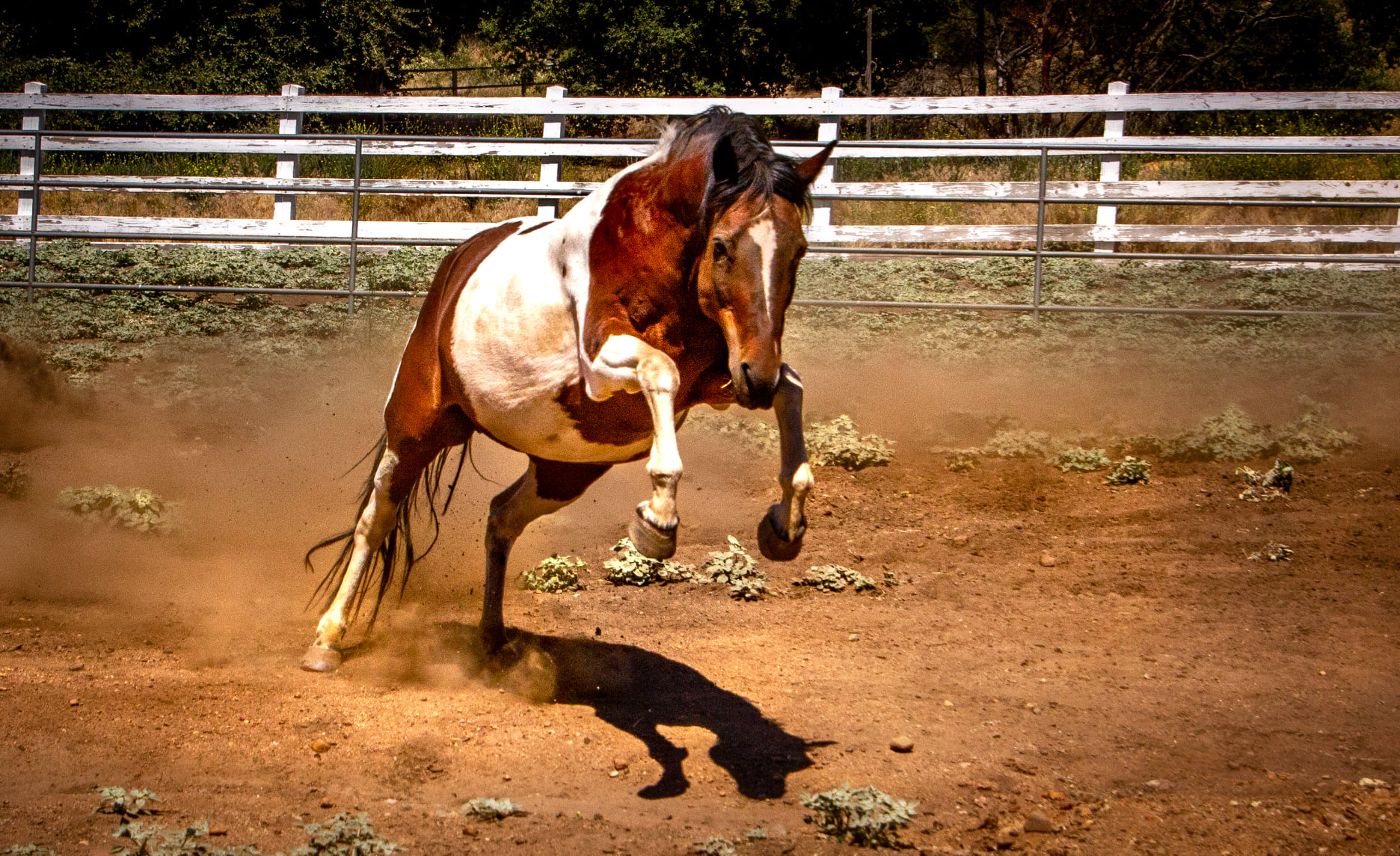 Cimarron