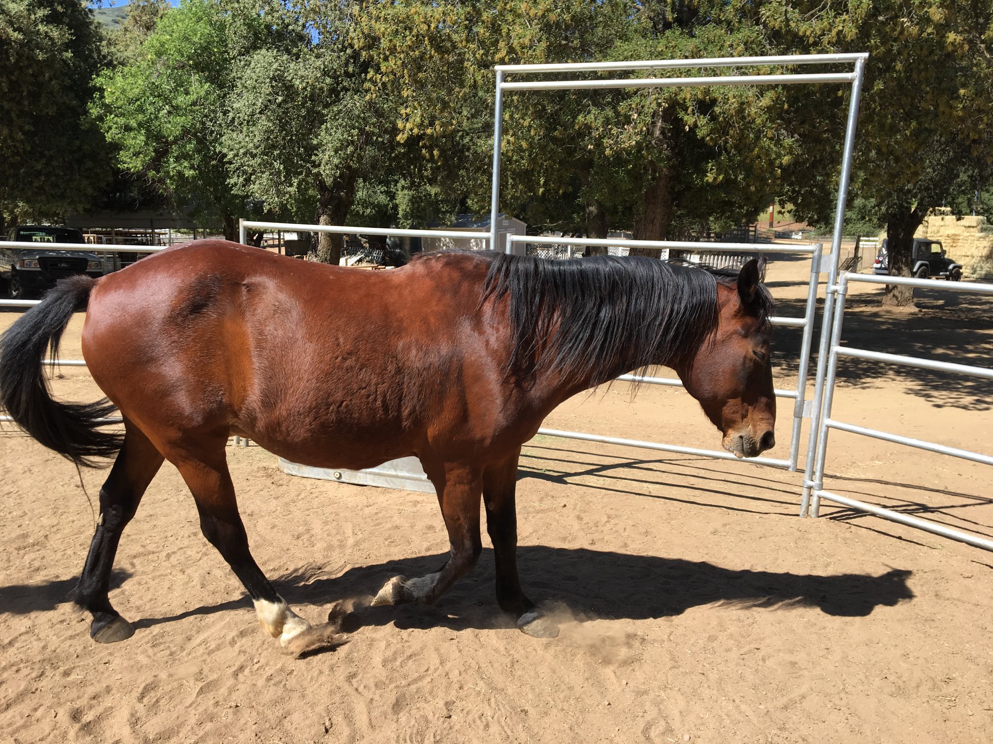 Hoss