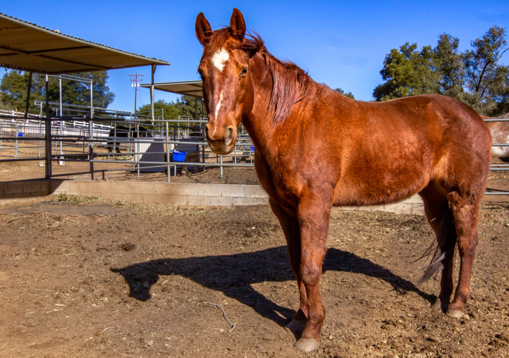 Raelee | Horses of Tir Na Nog