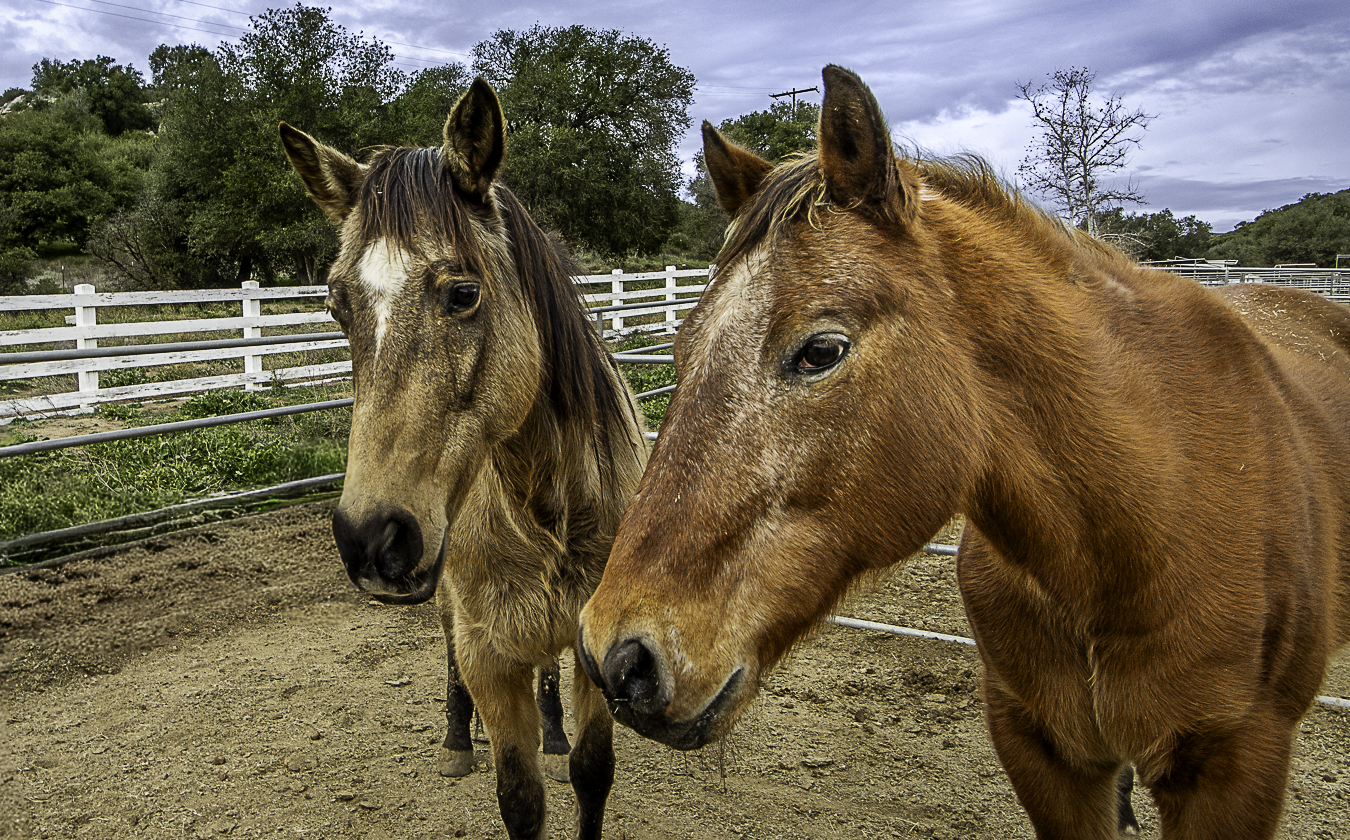 Roy Rogers