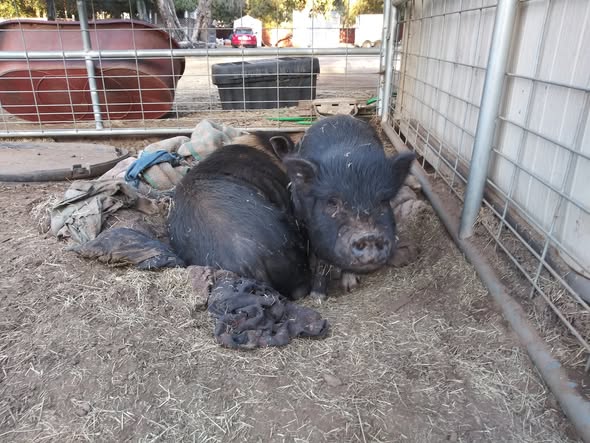 François Bacon