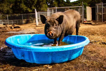 Pig Water