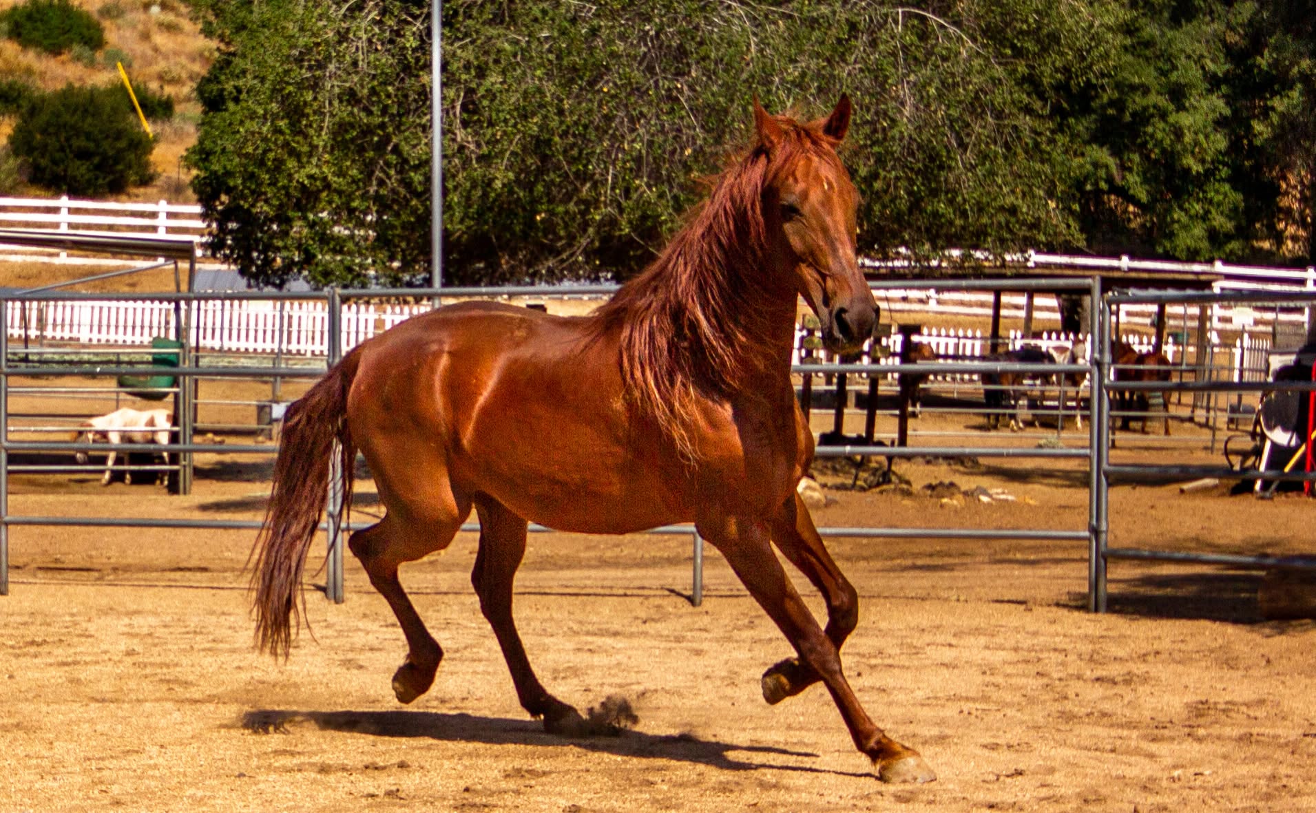 Cinnamon