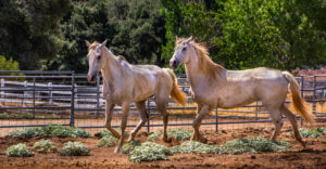 Img 9802 Carol Corey Right