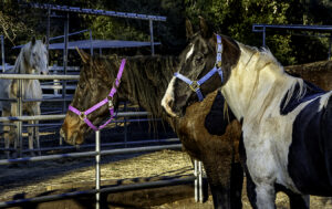 Mg 5215 Mezzy Maggie