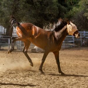 487928162 9716327215114711 6499799269108252735 N Copy