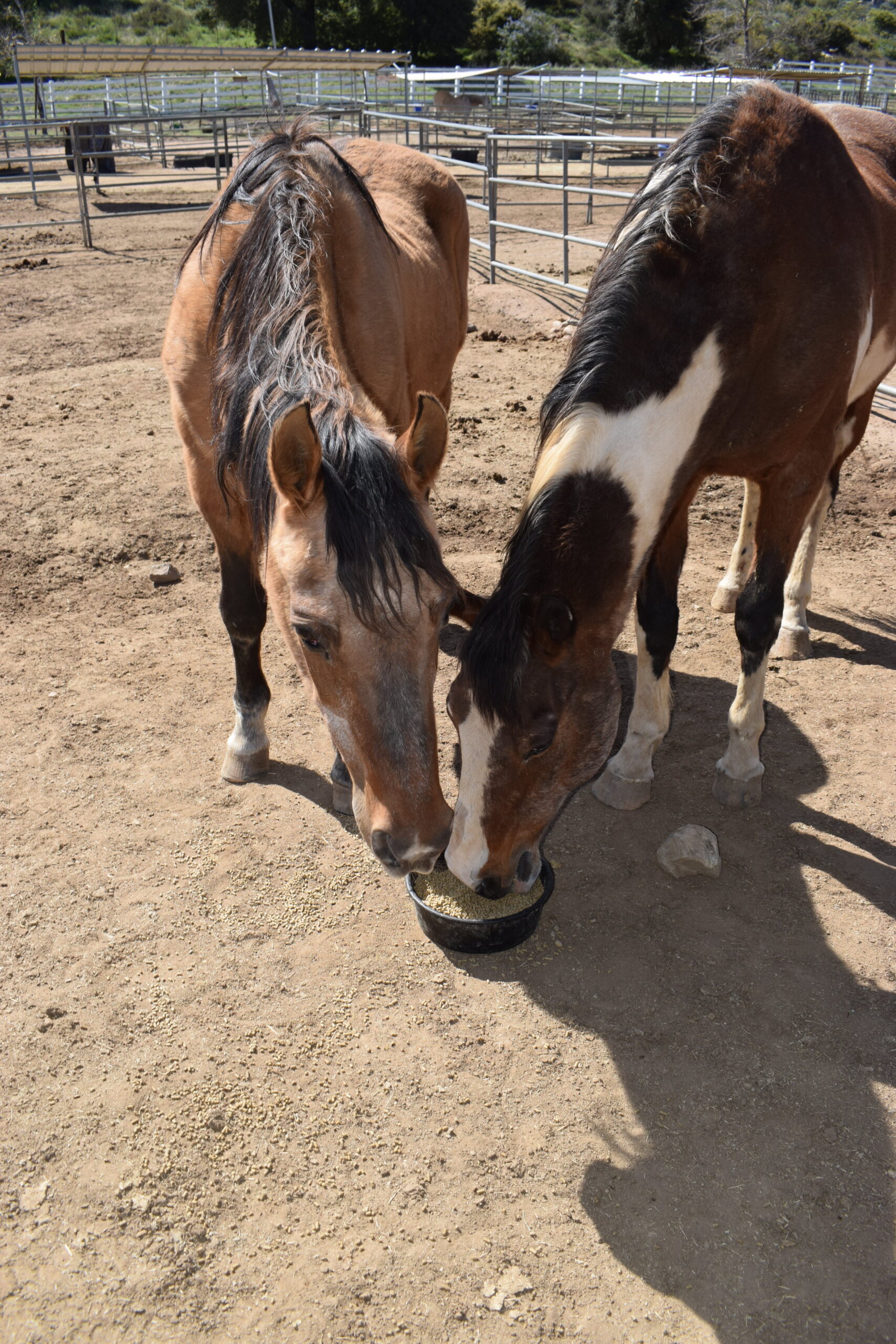 Rice Bran Campaign | Horses of Tir Na Nog