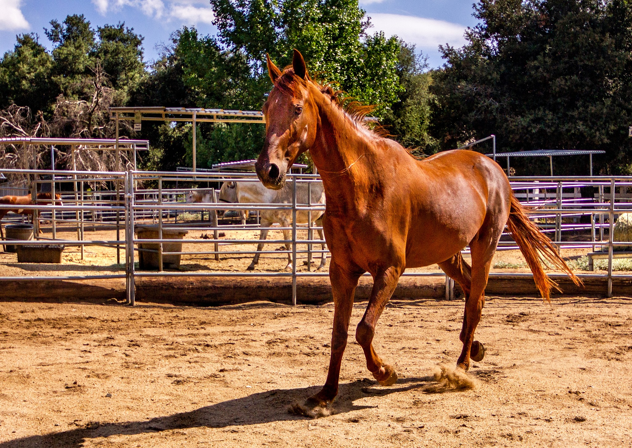 Cinnamon