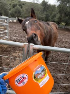 Gulli And Bucket