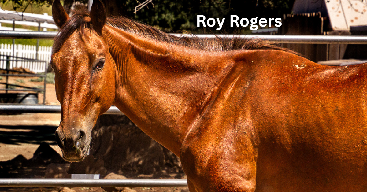 Roy