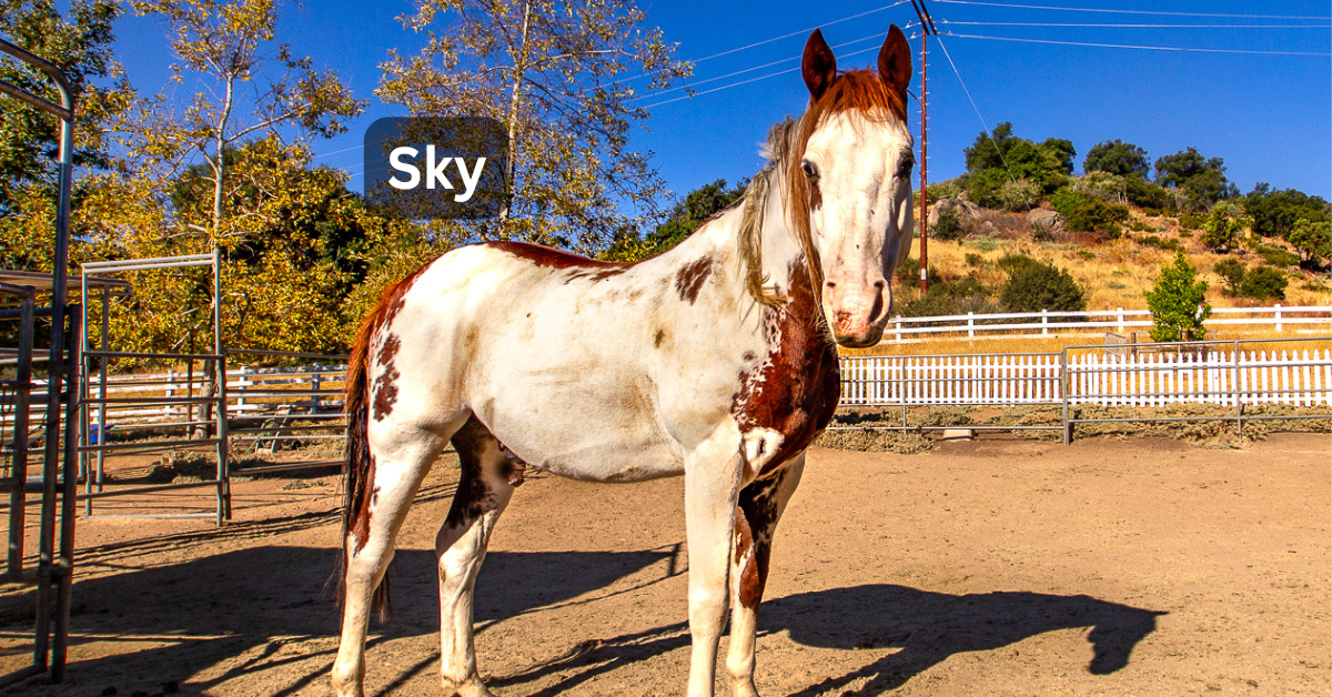 Sky
